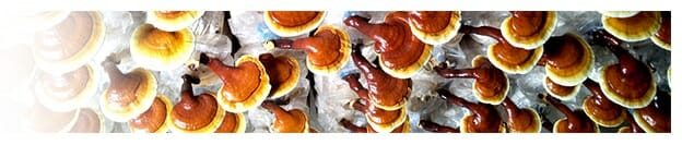 Ganoderma Lucidum (Medicinal Mushroom)